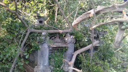 Terjadi Pohon Tumbang di Banjar Dinas Taman Ayun